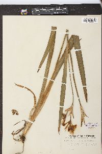 Iris virginica image