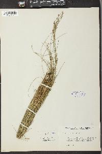 Juncus gerardii image