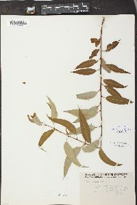 Salix cordata image