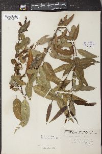 Salix lucida image