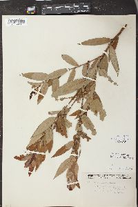 Salix cordata image