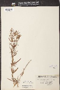 Lysimachia longifolia image