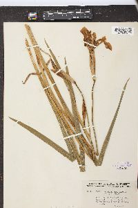 Iris virginica image