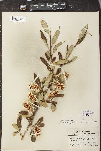 Salix serissima image