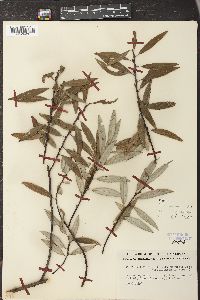 Salix petiolaris image