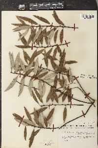 Salix gracilis image