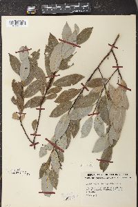 Salix glaucophylla image