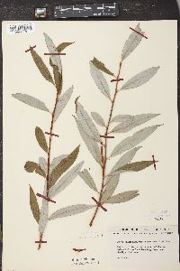 Salix alba image