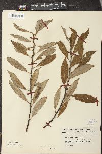 Salix sericea image