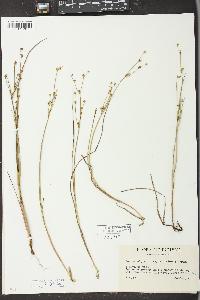 Juncus alpinoarticulatus image