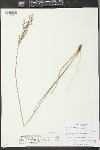 Juncus anthelatus image