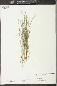 Carex jamesii image