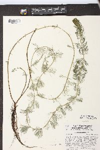 Myriophyllum sibiricum image