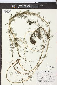 Myriophyllum spicatum image