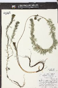 Myriophyllum spicatum image