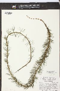 Myriophyllum verticillatum image