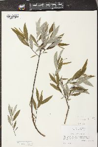 Salix sericea image