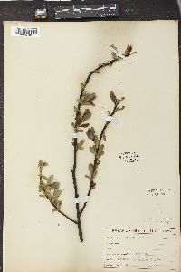 Salix myricoides image