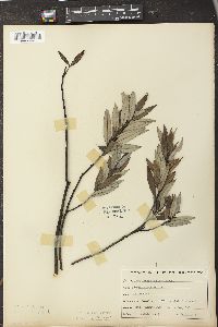 Salix sericea image