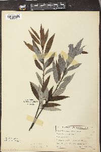 Salix sericea image