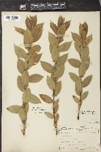 Salix cordata image