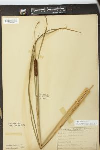 Typha angustifolia image