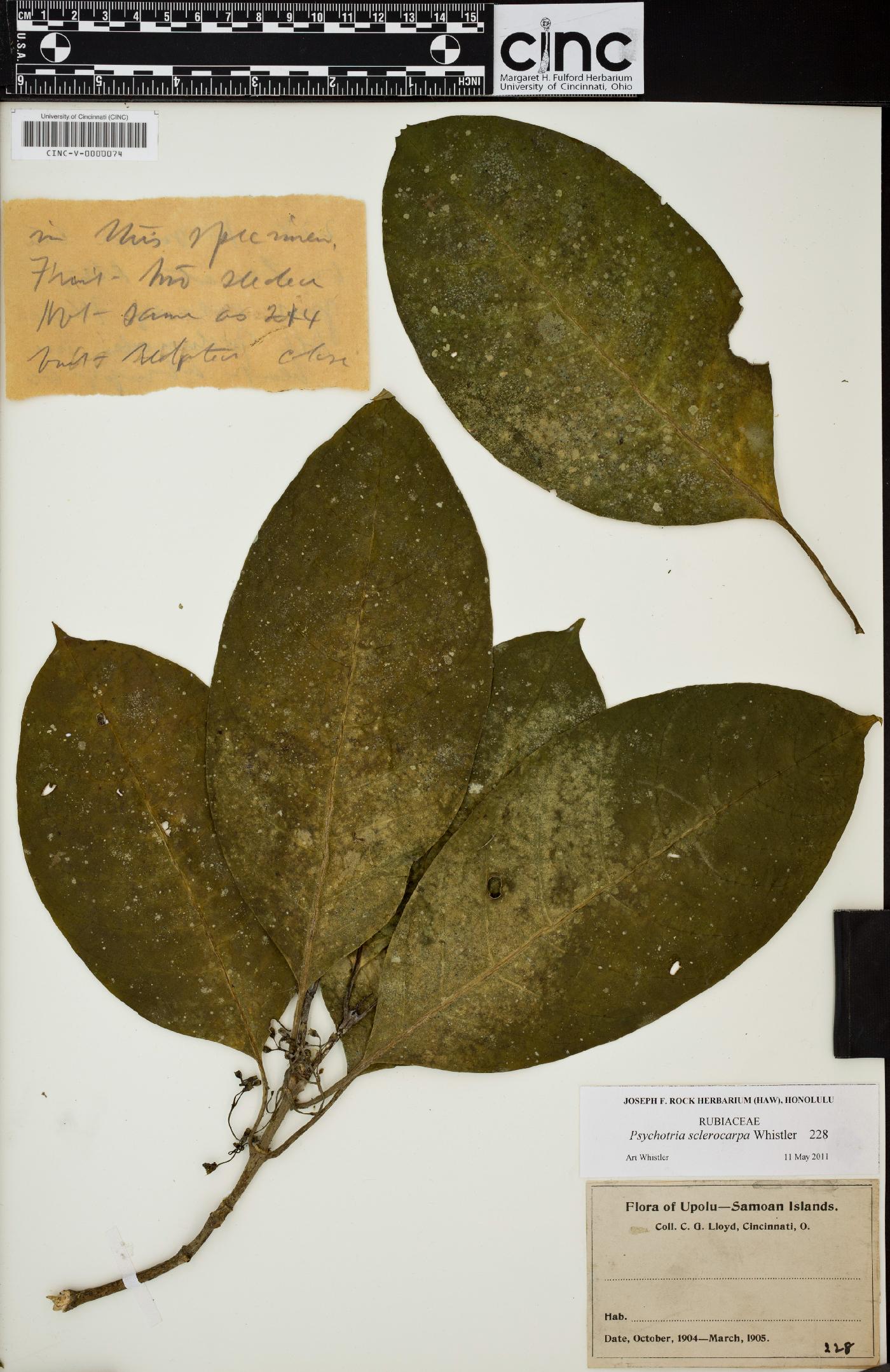 Eumachia sclerocarpa image