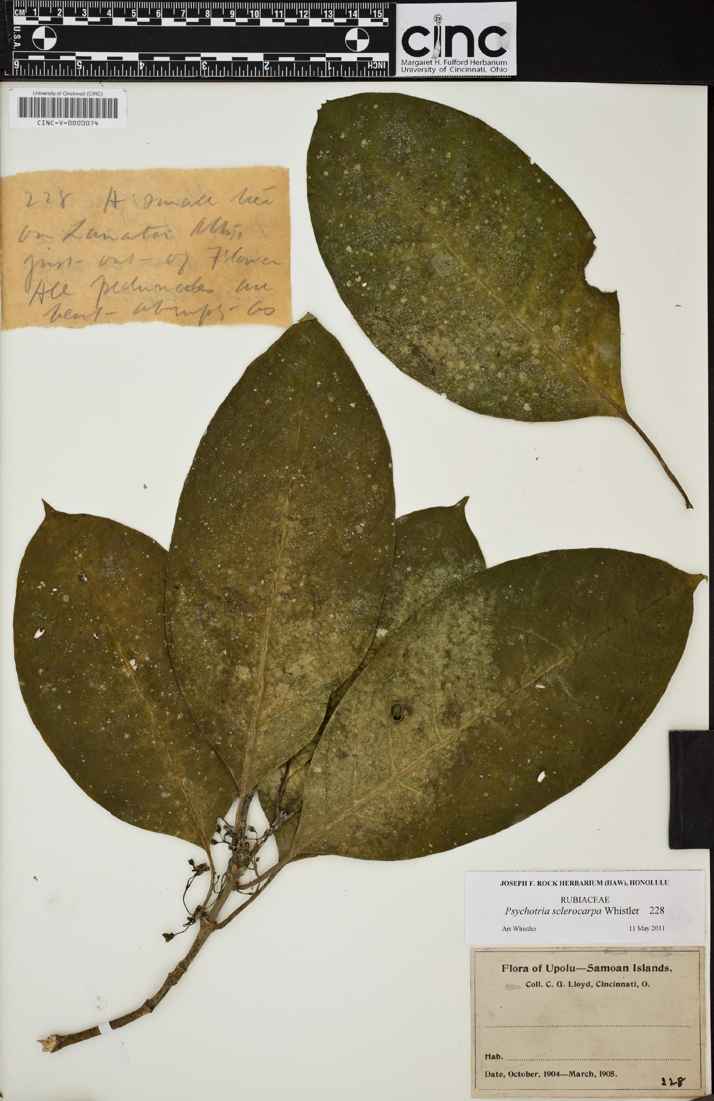 Eumachia sclerocarpa image