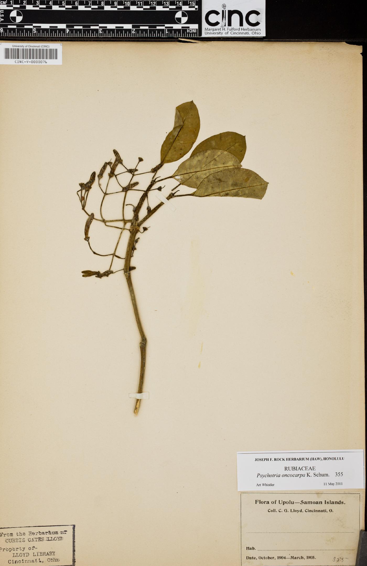 Psychotria oncocarpa image