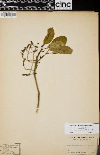 Psychotria oncocarpa image