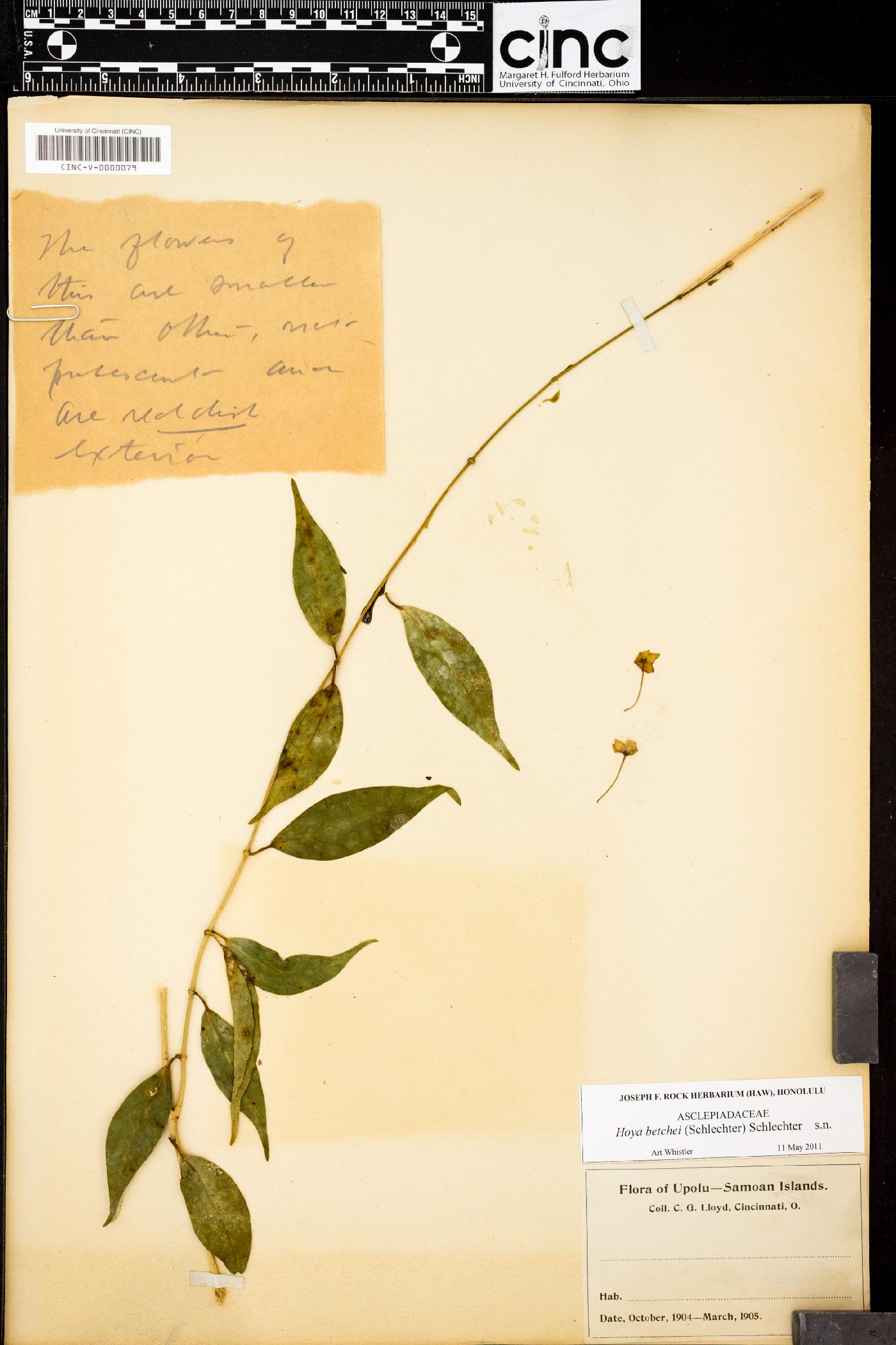 Hoya betchei image