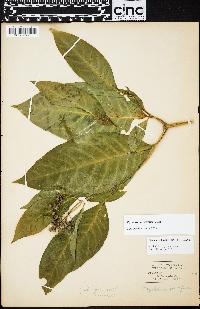 Psychotria forsteriana image