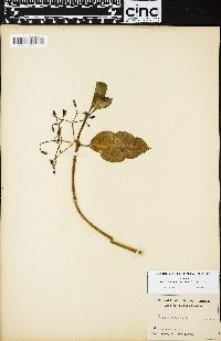 Psychotria oncocarpa image