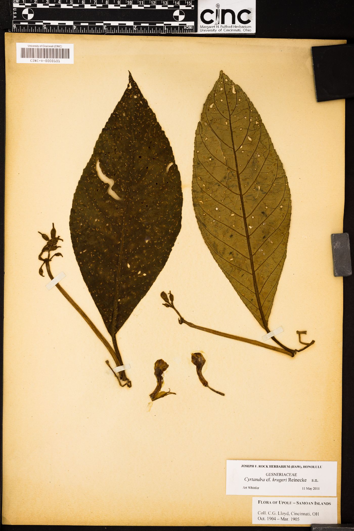 Cyrtandra kruegeri image