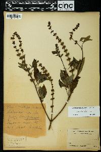 Ocimum basilicum image