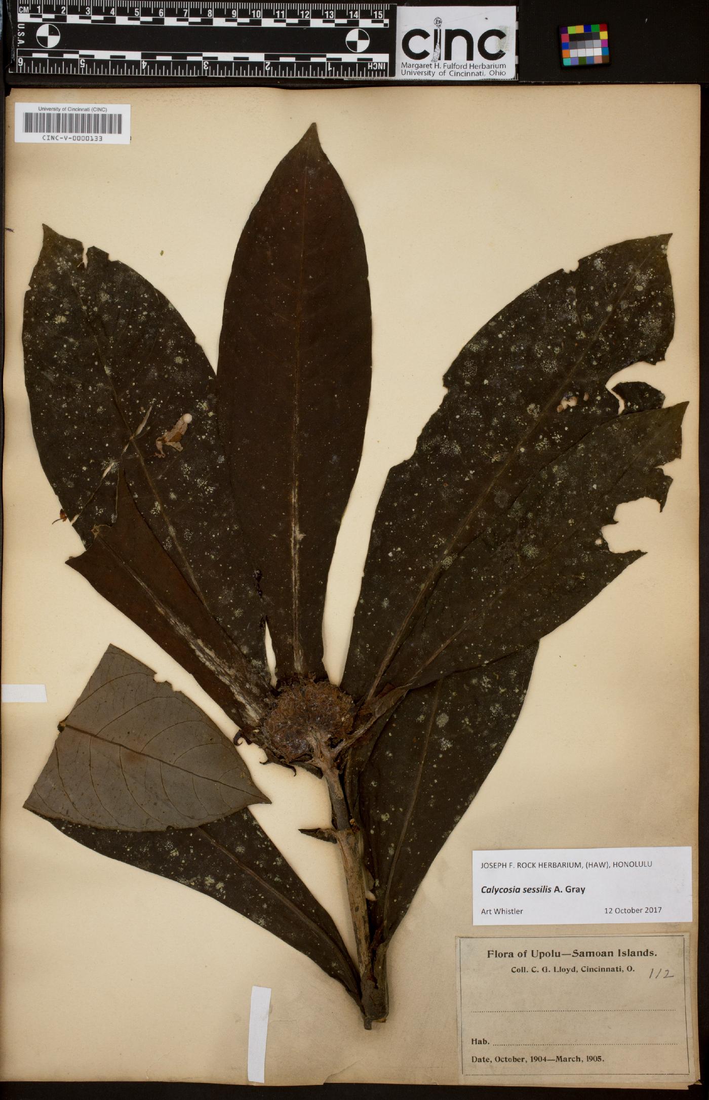 Calycosia image