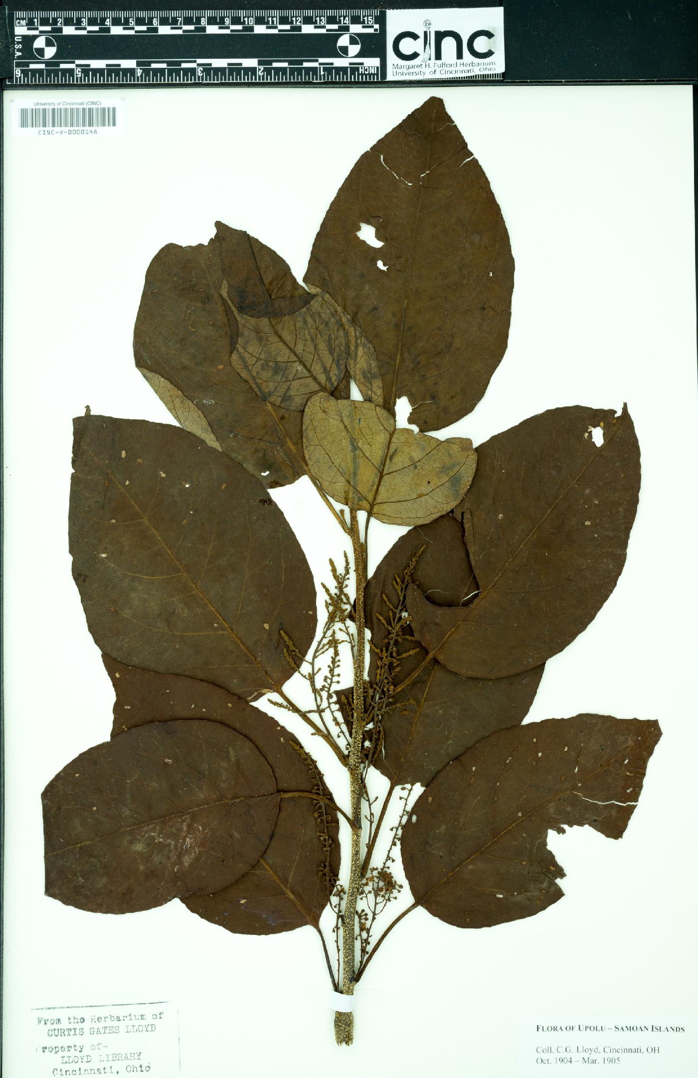 Maesa tabacifolia image