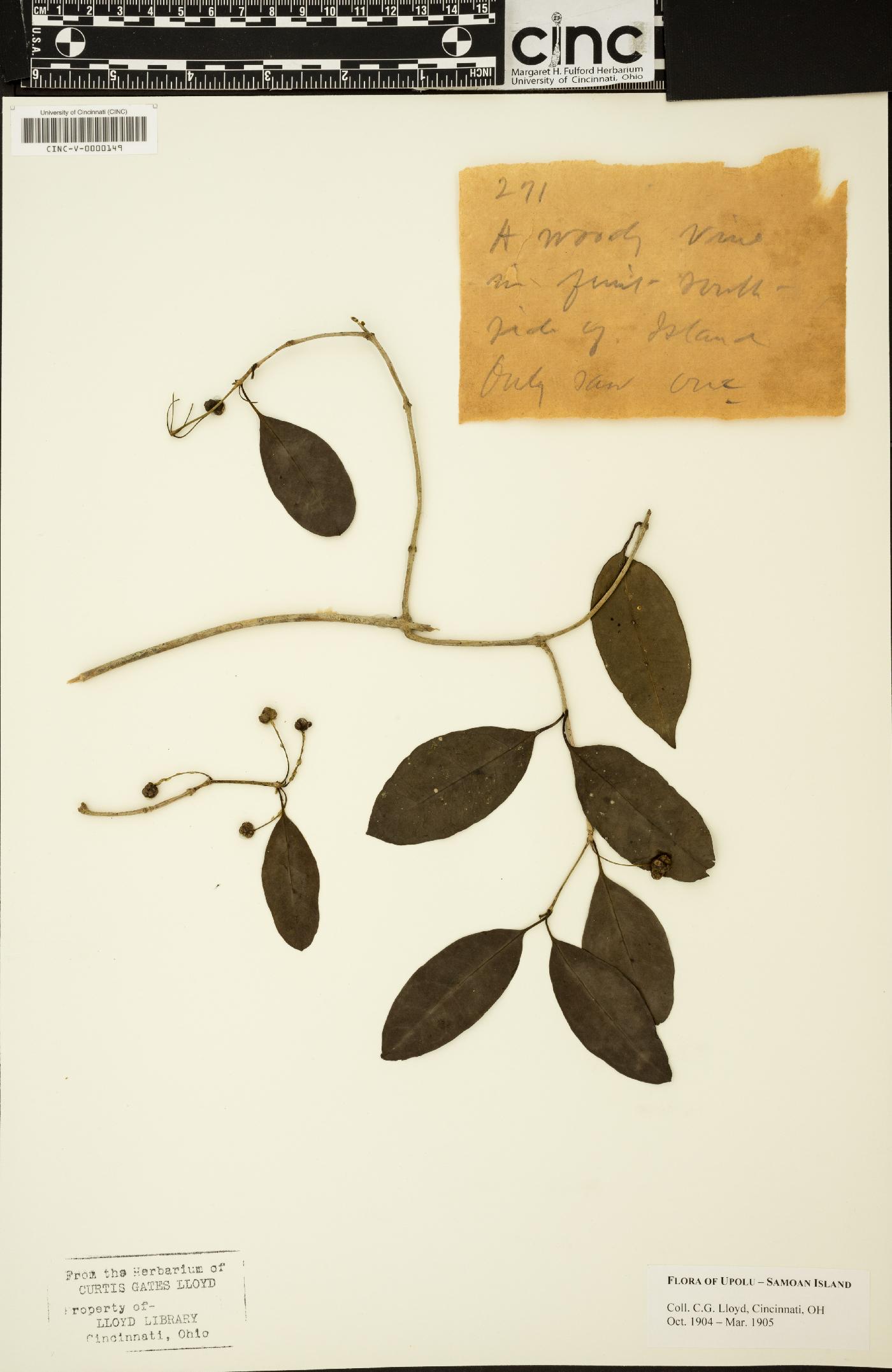 Gynochthodes bucidifolia image