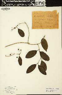 Image of Gynochthodes bucidifolia