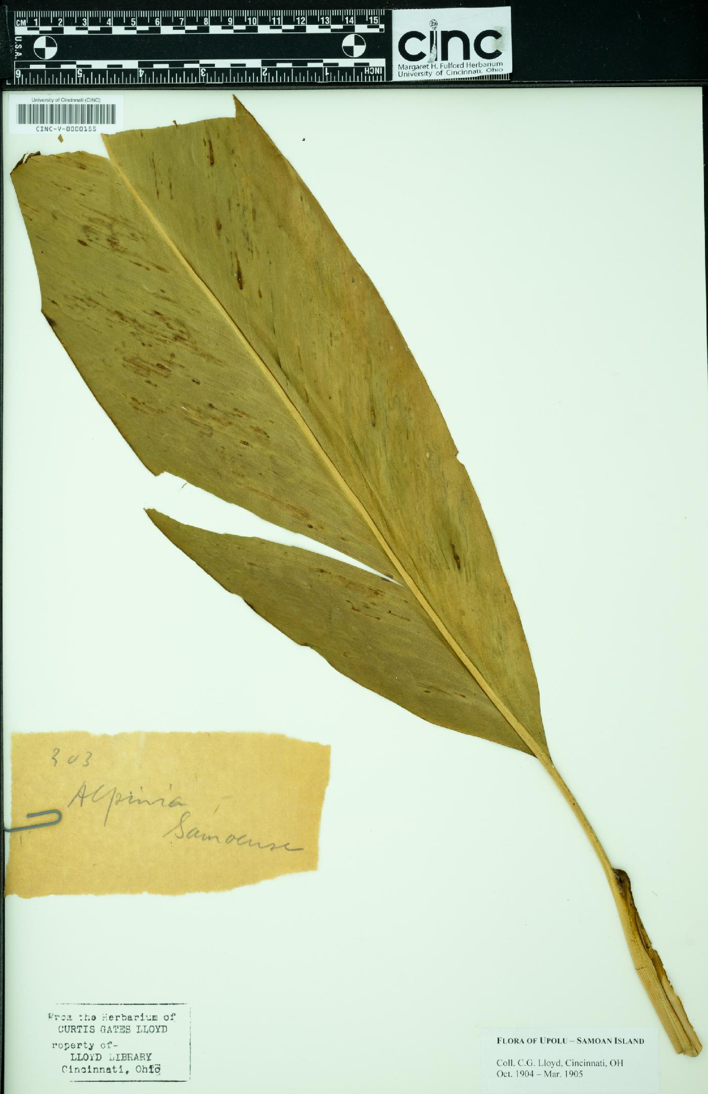 Alpinia samoensis image