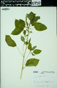 Acalypha ostryifolia image