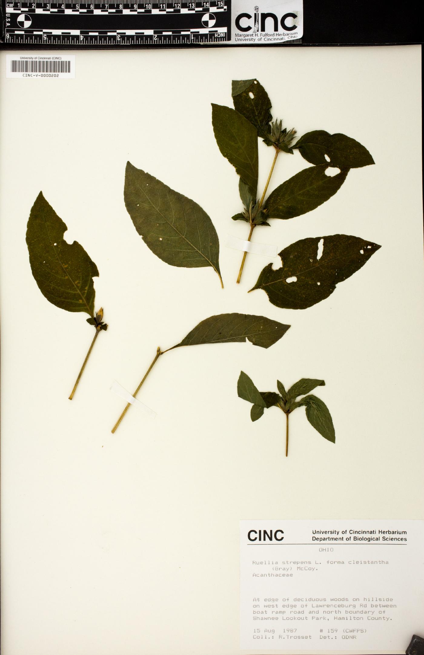 Ruellia strepens var. cleistantha image