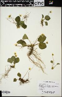 Viola rotundifolia image