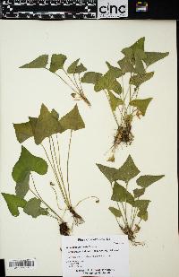 Viola missouriensis image