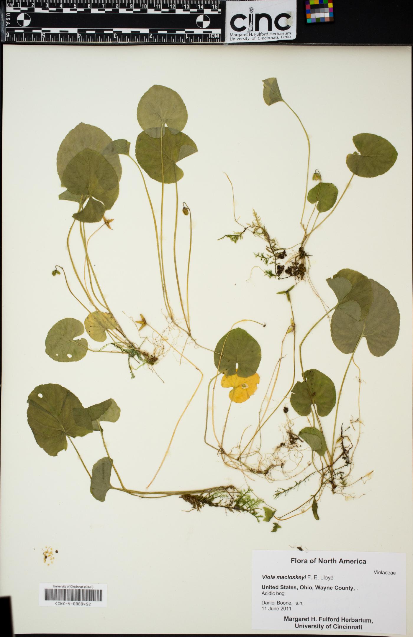 Viola macloskeyi image
