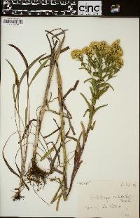 Solidago riddellii image