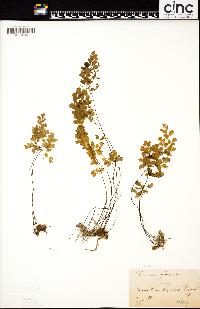 Adiantum capillus-veneris image