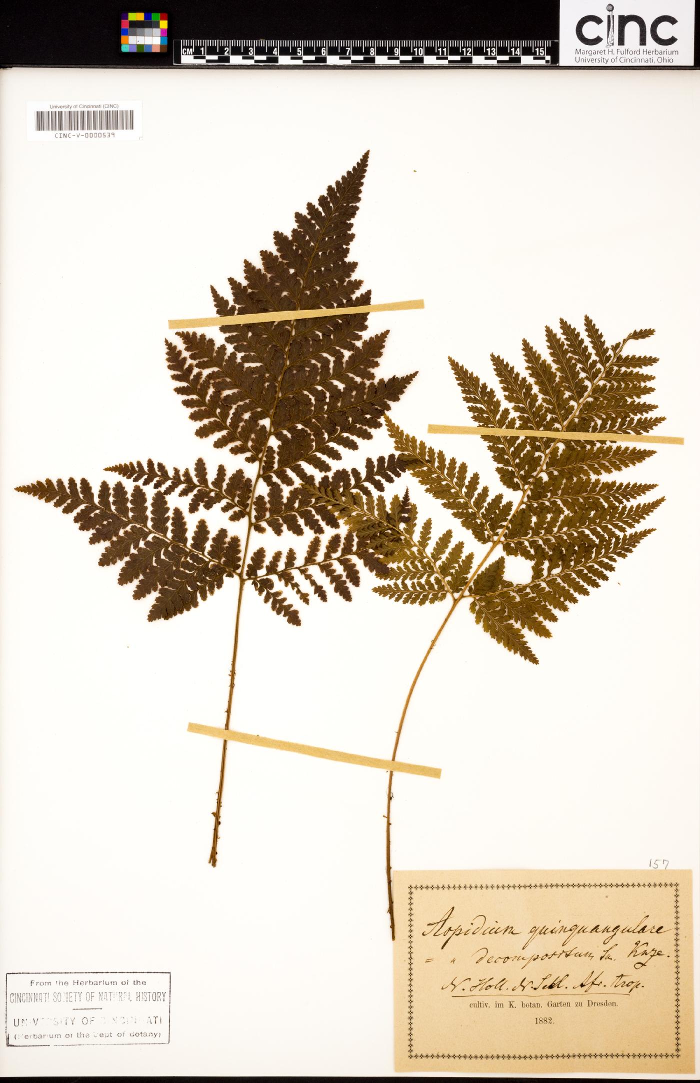 Lastreopsis decomposita image