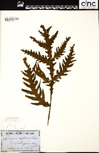 Image of Tectaria confluens