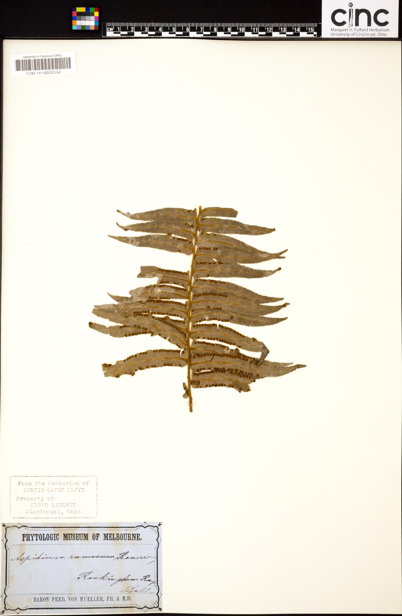 Aspidium ramosum image
